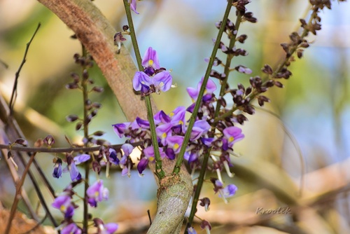 Pueraria candollei