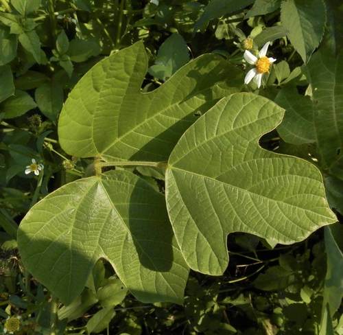 Pueraria edulis