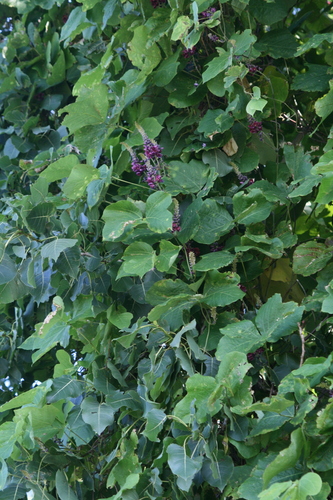 Pueraria lobata var. thomsonii — photo