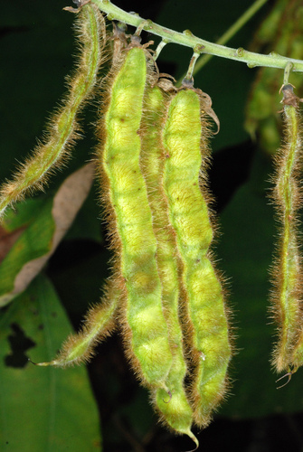 Pueraria montana (Taiwan kudzu) — photo