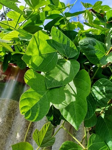 Pueraria montana var. chinensis