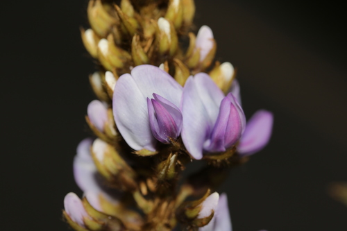 Pueraria montana var. chinensis (Thomson kudzu) — photo