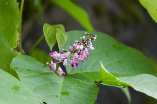 Pueraria peduncularis (Fikpiring) — photo