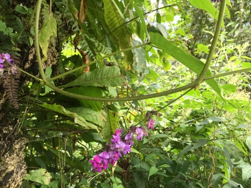 Pueraria peduncularis