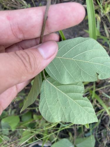 Pueraria phaseoloides (Tropical kudzu) — photo