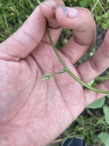 Pueraria phaseoloides (Tropical kudzu) — photo