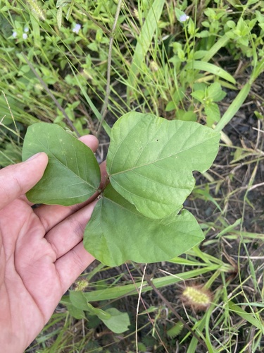 Pueraria phaseoloides