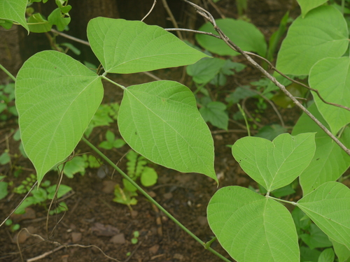 Pueraria tuberosa (Indian Kudzu) — photo