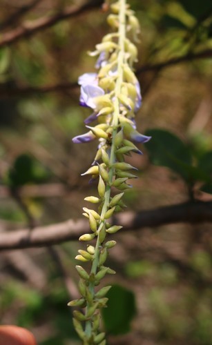Pueraria tuberosa (Indian Kudzu) — photo