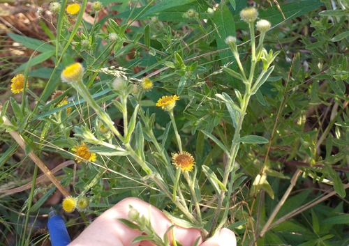 Pulicaria arabica — photo