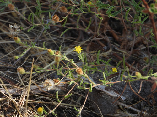 Pulicaria arabica — photo