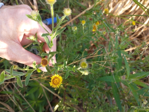 Pulicaria arabica