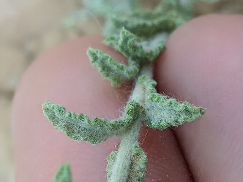 Pulicaria crispa (Crisp-leaved fleabane) — photo