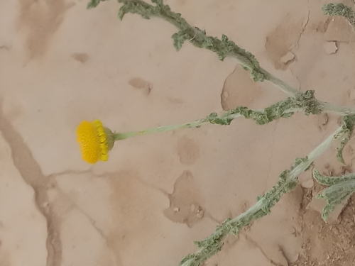 Pulicaria crispa