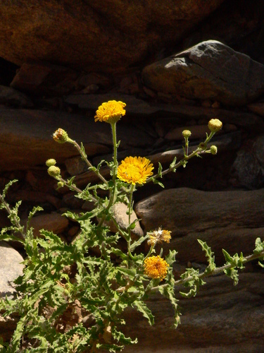 Pulicaria desertorum (Rabil) — photo