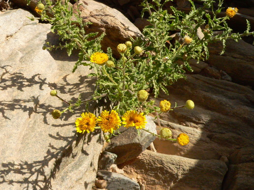 Pulicaria desertorum (Rabil) — photo