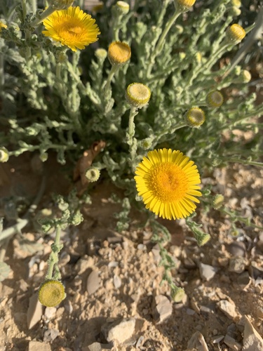 Pulicaria desertorum