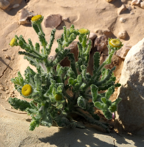 Pulicaria incisa