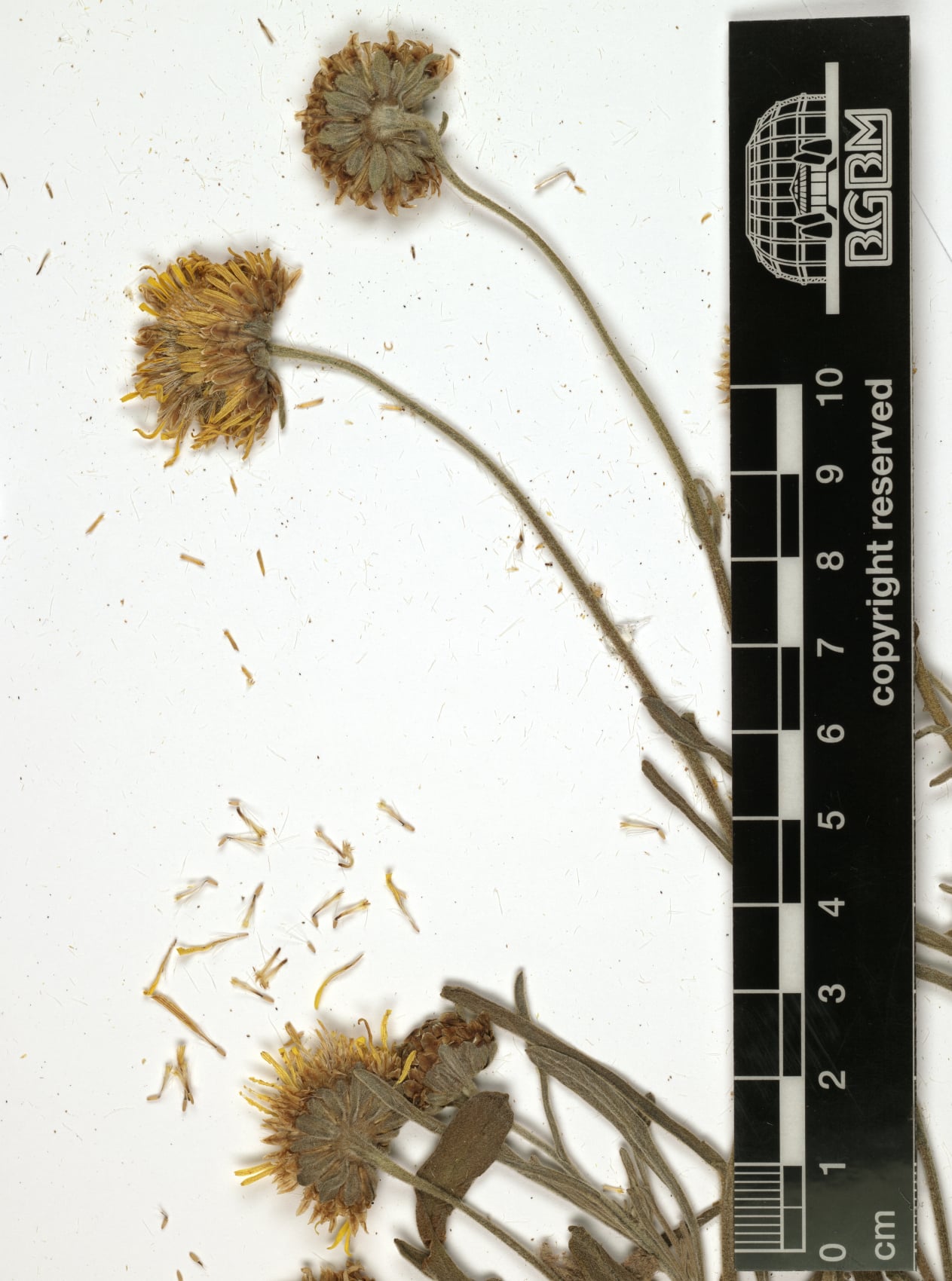 Pulicaria jaubertii