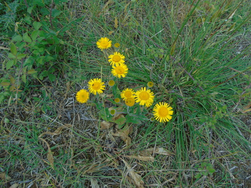 Pulicaria odora