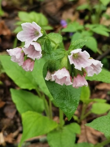 Pulmonaria obscura — photo