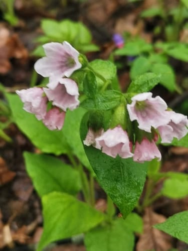 Pulmonaria obscura — photo