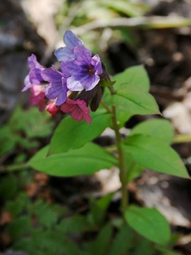 Pulmonaria obscura