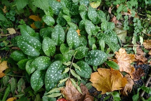 Pulmonaria officinalis (Lungwort) — photo