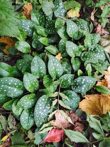 Pulmonaria officinalis (Lungwort) — photo
