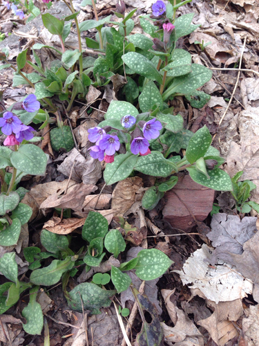 Pulmonaria officinalis