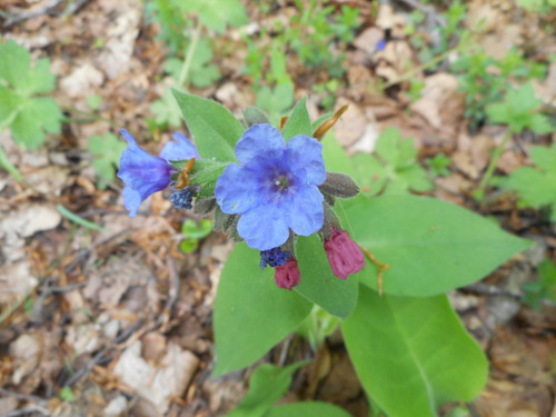 Pulmonaria vallarsae subsp. apennina — photo