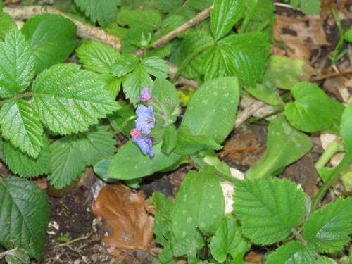 Pulmonaria vallarsae subsp. apennina — photo