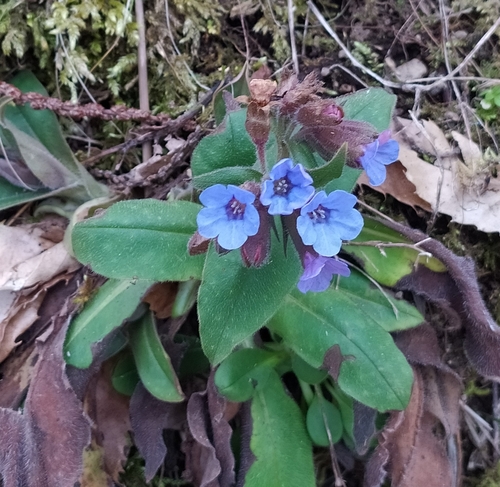 Pulmonaria vallarsae subsp. apennina