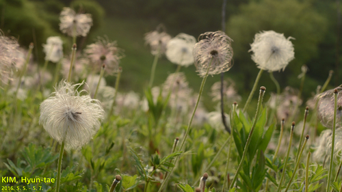 Pulsatilla cernua (Nodding Anemone) — photo
