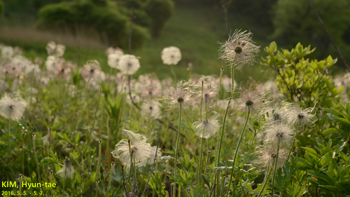 Pulsatilla cernua (Nodding Anemone) — photo