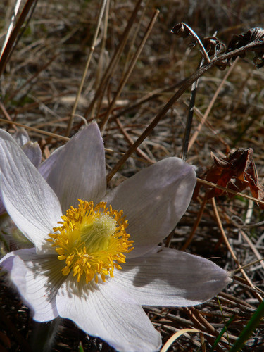 Pulsatilla patens subsp. multifida (Wild-crocus) — photo