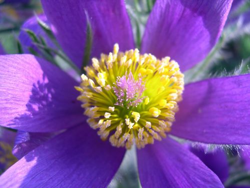 Pulsatilla patens subsp. multifida (Wild-crocus) — photo