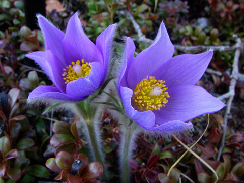 Pulsatilla patens subsp. multifida