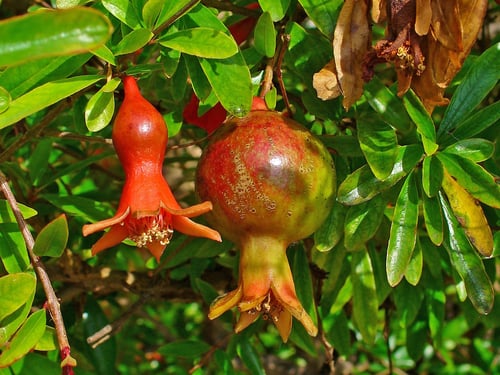 Punica granatum (Pomegranate) — photo