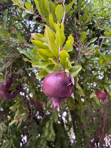 Punica granatum (Pomegranate) — photo