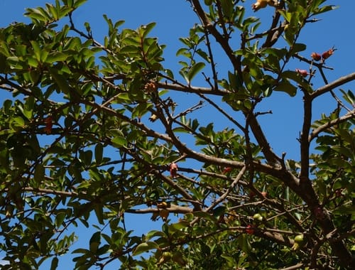 Punica protopunica — photo