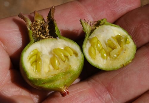 Punica protopunica — photo
