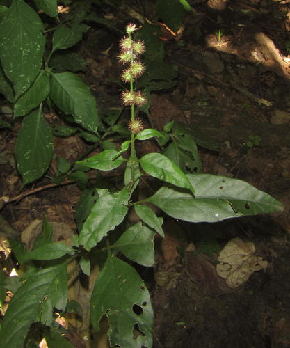 Pupalia lappacea var. velutina — photo
