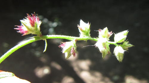 Pupalia lappacea var. velutina — photo