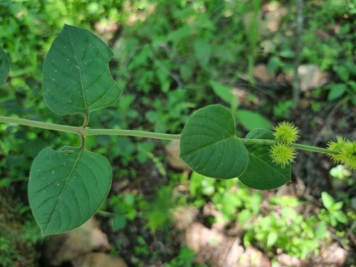 Pupalia lappacea var. velutina