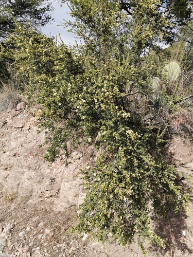 Purshia mexicana (Cliffrose) — photo