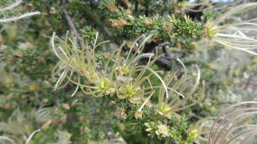 Purshia mexicana (Cliffrose) — photo