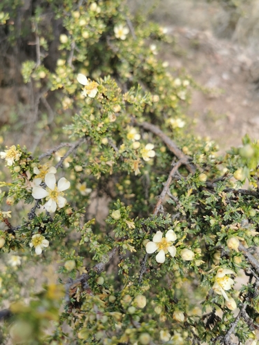 Purshia mexicana