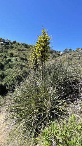Puya chilensis (Cardon) — photo