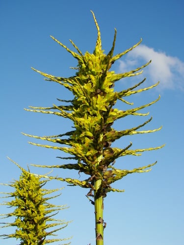 Puya chilensis